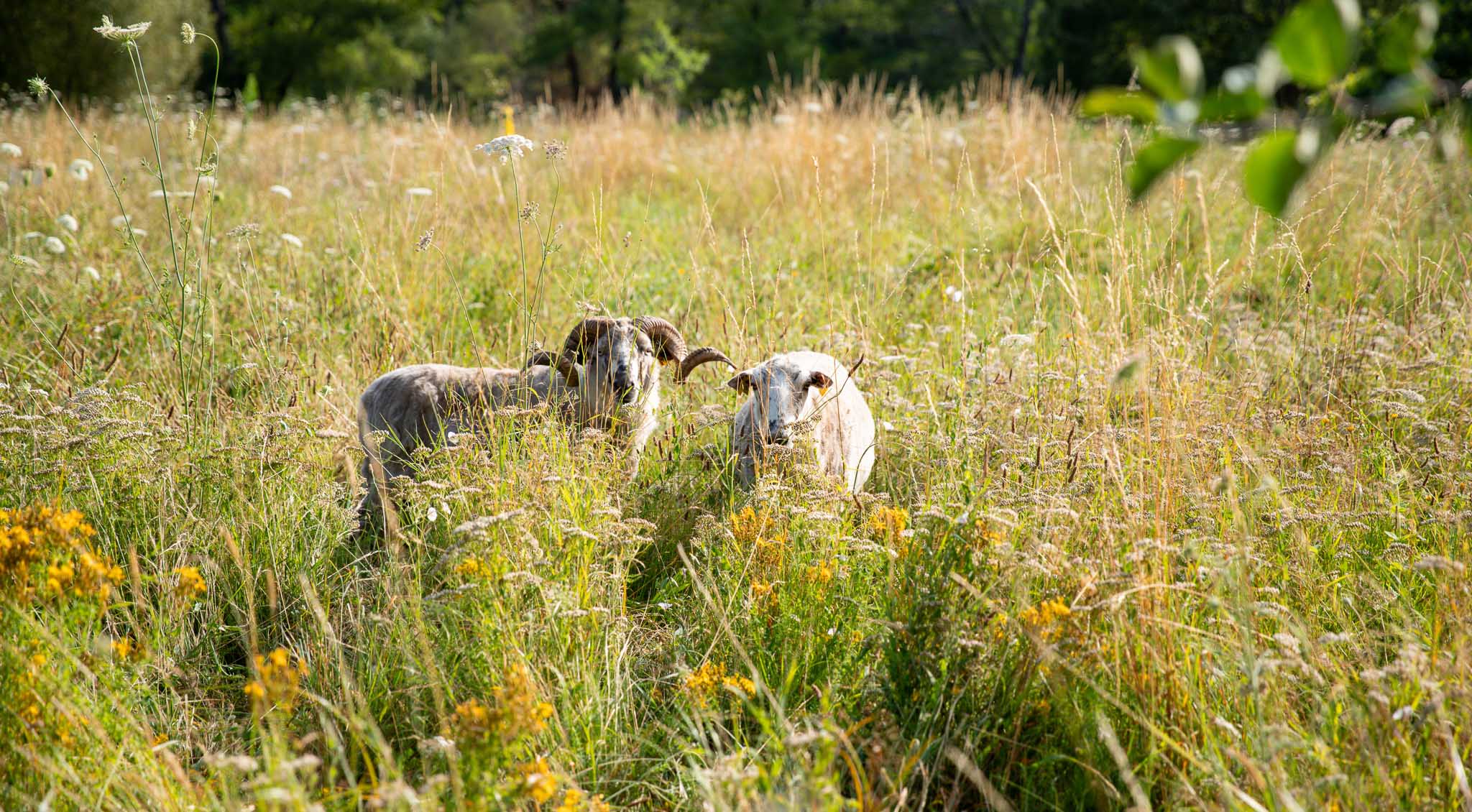 De l'écopâturage dans le parc de Bourran